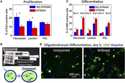 Mechanical Strain Promotes Oligodendrocyte Differentiation by Global Changes of Gene Expression